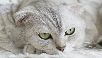 熊猫体育登录入口-杜锋：出任国家队主帅没想过背锅 落选赛锻炼新人